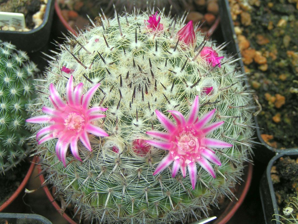 Mammillaria bravoae